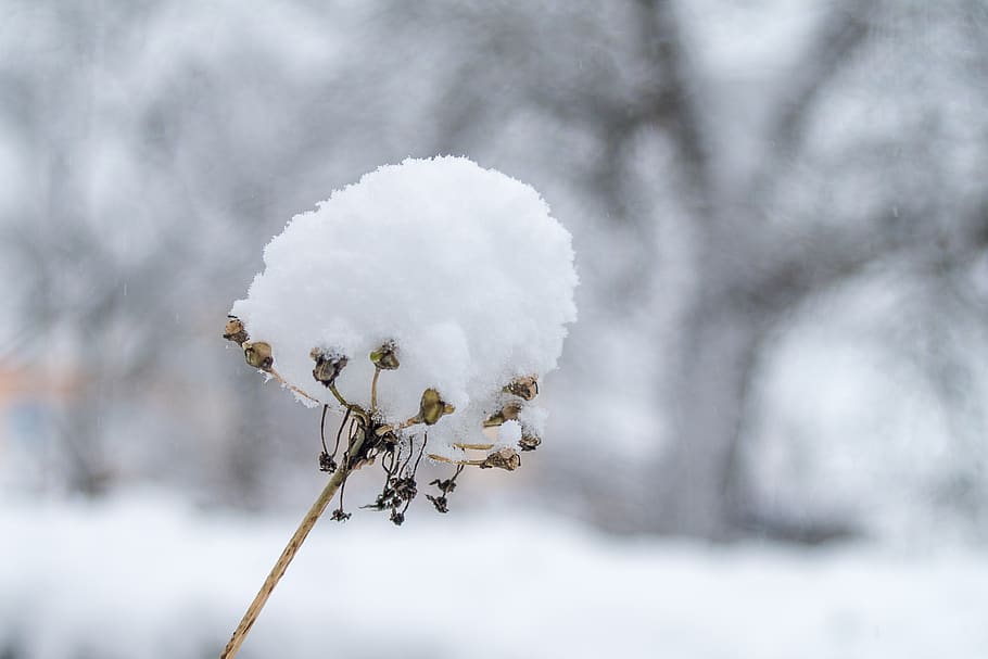 snow, winter, cold, nature, snowflake, frost, wintry, white HD wallpaper
