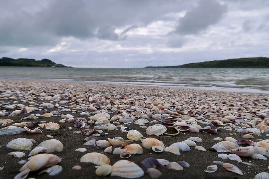 new zealand, raglan, shells, beach, water, sky, beauty in nature HD wallpaper