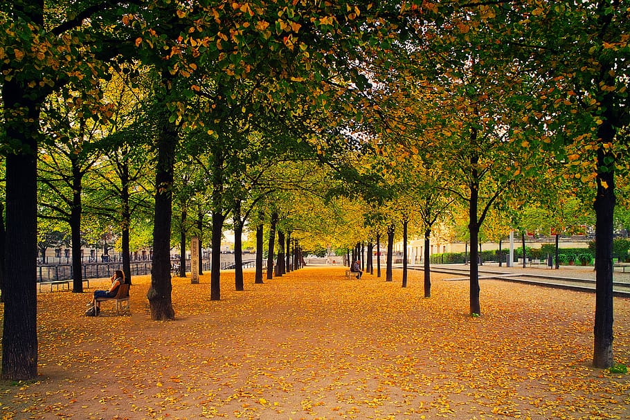 avenue, autumn, leaves, nature, green, orange, colorful, idyllic