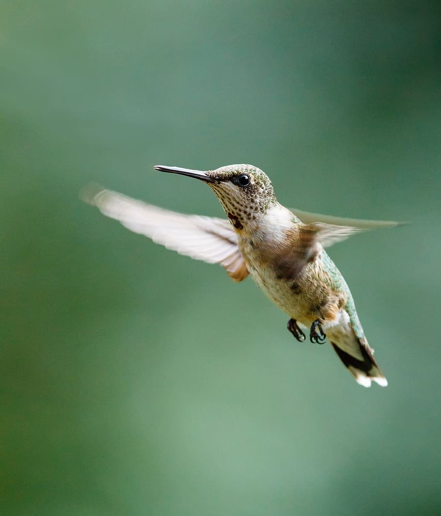 hummingbird, ruby throated, flying, portrait, wildlife, lewis HD wallpaper