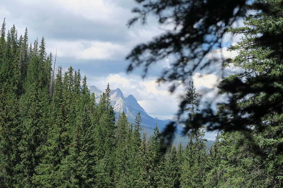 canada, jasper, mountains, trees, jasper canada, nature, forest HD wallpaper