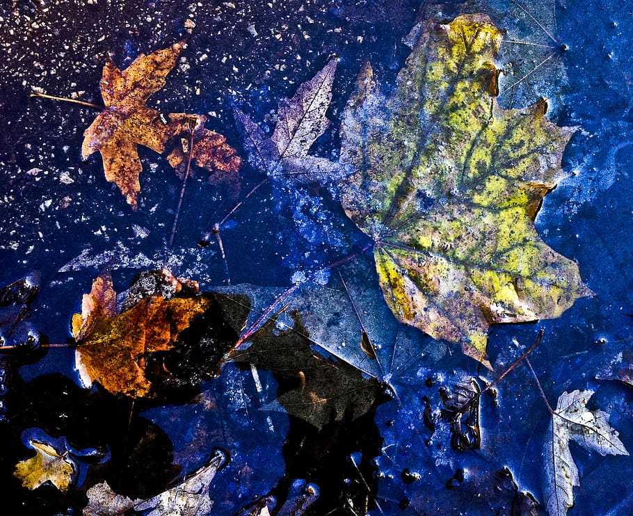 leaves, rain, trees, leaf, plant part, no people, nature, autumn HD wallpaper