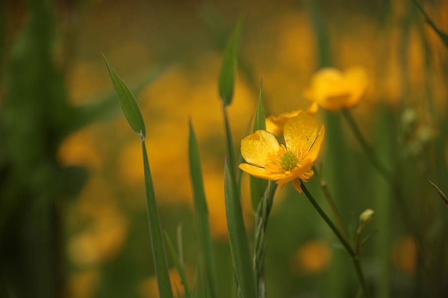 yellow petaled flower, bray, ireland, kilruddery house, flora HD wallpaper