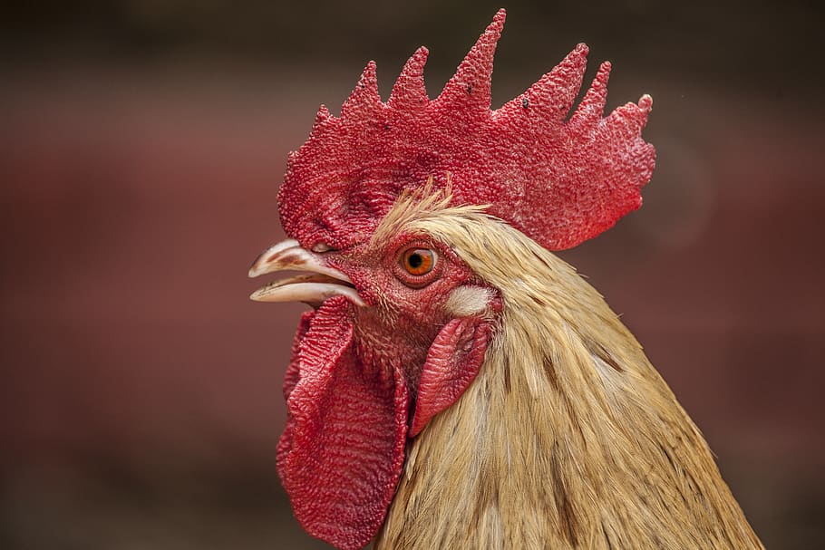 rooster, chicken, red, animals, poultry, bird, animal themes HD wallpaper
