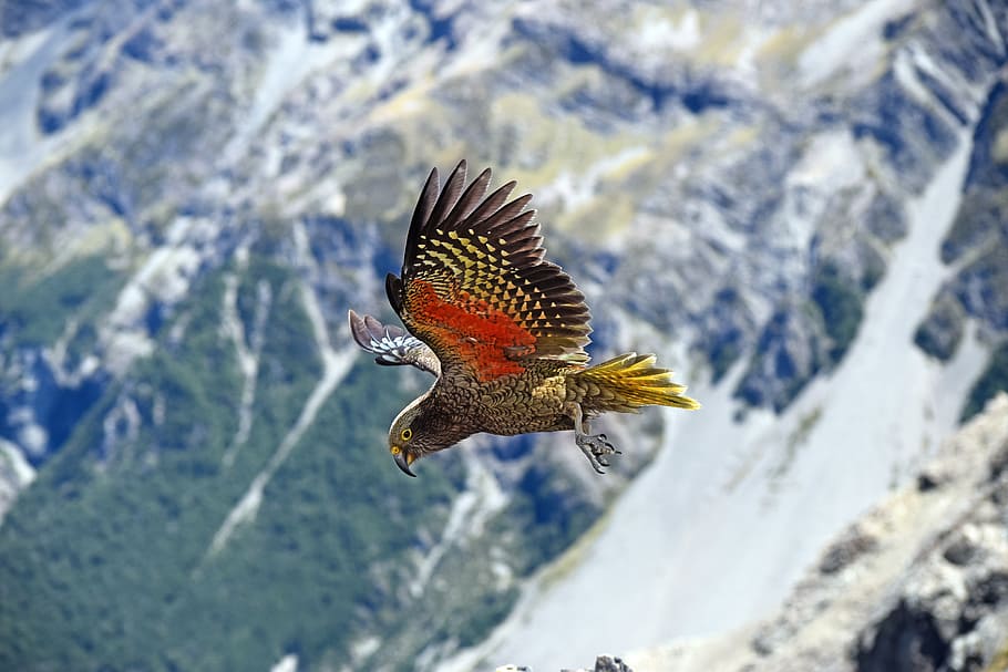 multicolored parrot flying during daytime, new zealand, arthurs pass