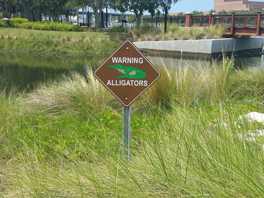 united states, tampa, alligator, warning alligator sign, warning alligators, HD wallpaper