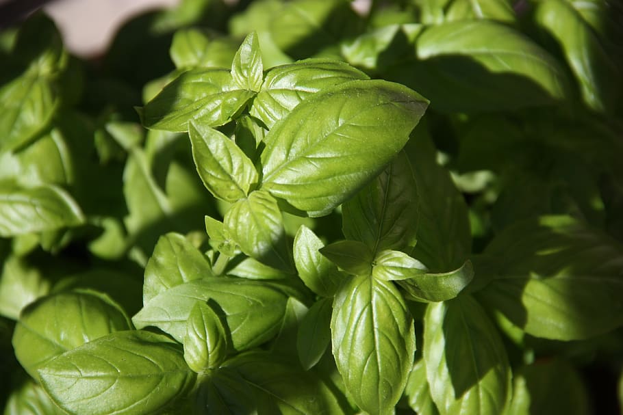 green leaves, leaf, plant part, green color, growth, close-up HD wallpaper