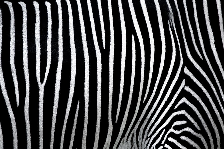 background, texture, pattern, zebra, black and white, crosswalk, HD wallpaper