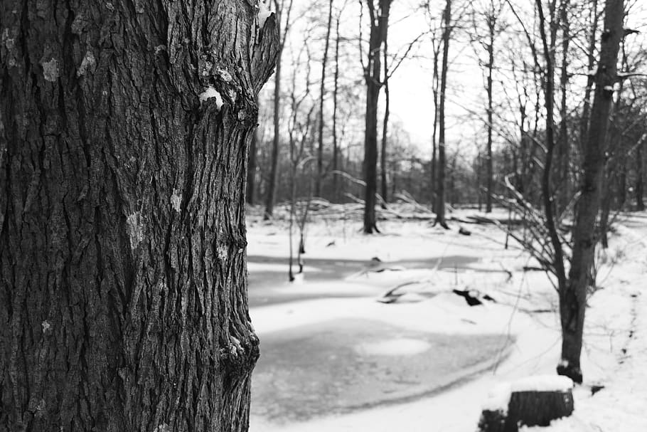 snow, tree, forest, lake, tree trunk, plant, nature, no people HD wallpaper