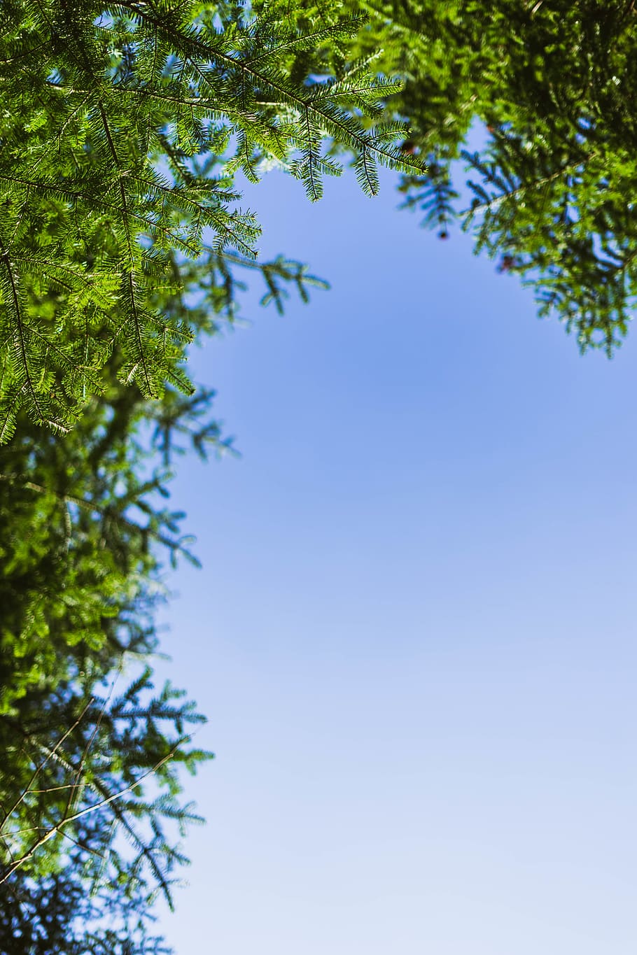 green trees under blue sky, jura, suisse, courtedoux, plant, animal, HD wallpaper