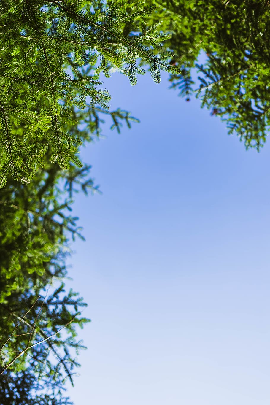 green trees under blue sky, jura, suisse, courtedoux, plant, animal HD wallpaper