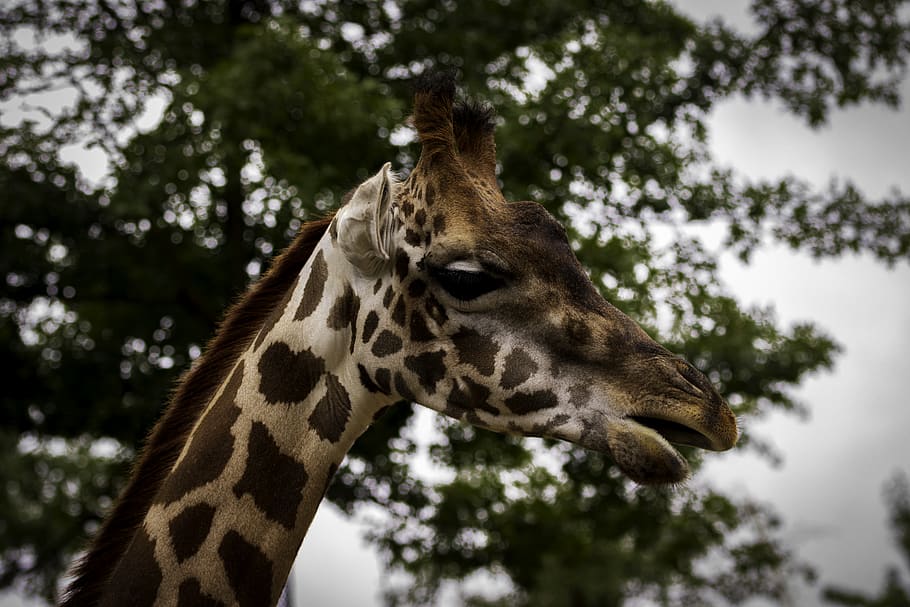 Giraffe standing beside tree, animal themes, one animal, animal wildlife HD wallpaper