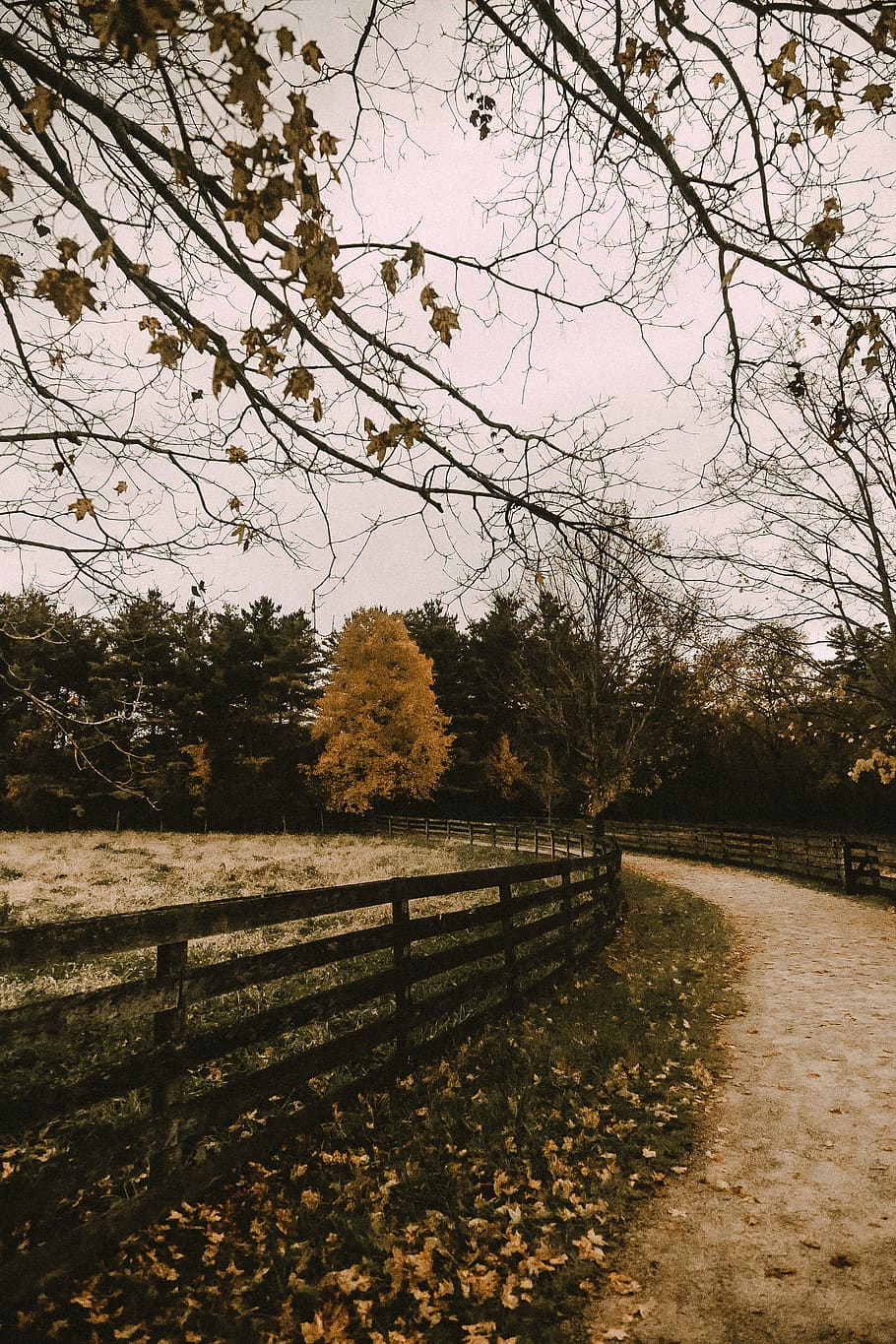 fall, autumn, path, woods, forest, october, november, moody HD wallpaper