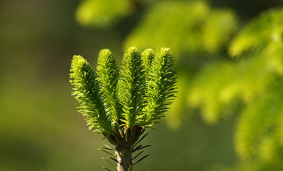 spruce, needles, new, grown, green, conifer show, close up HD wallpaper