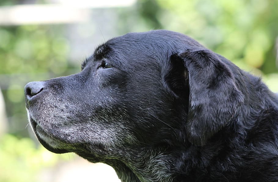 dog, labrador, black, pet, retriever, happy, head, portrait, HD wallpaper