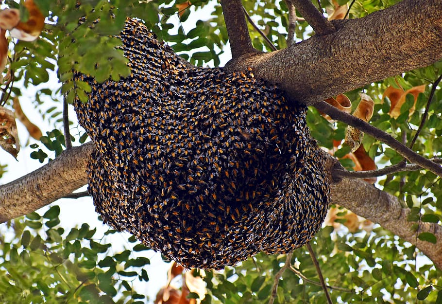 beehive, honeybees, beekeeper, beekeeping, honeycomb, insect, HD wallpaper