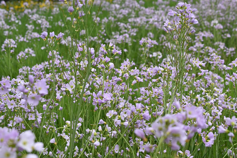 field, flowers, violet, pre, nature, spring, fleuri, flowering plant HD wallpaper