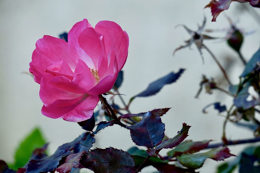 rosa, flowers, rose, spring, romantica, bloom, natural, petal HD wallpaper