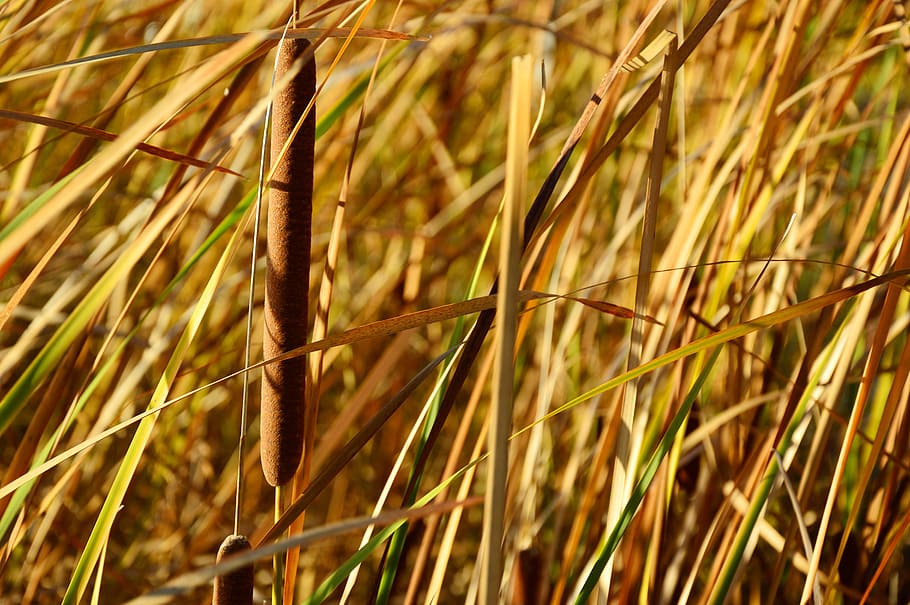 reed, poaceae, phragmites, riet, tube, cattail, grass, material, HD wallpaper