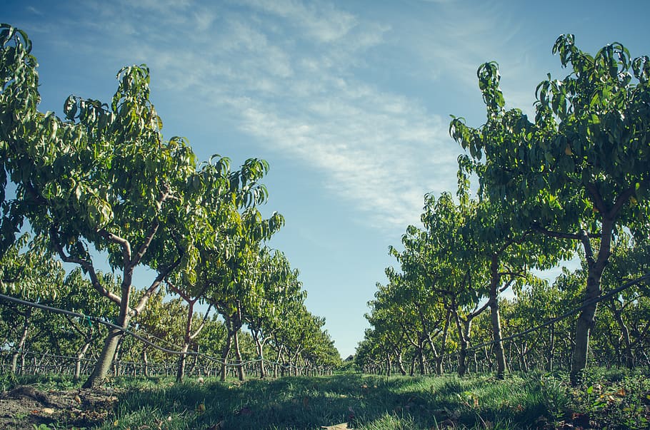 fall, sky, ground, tree, nature, row, field, orchard, plant HD wallpaper