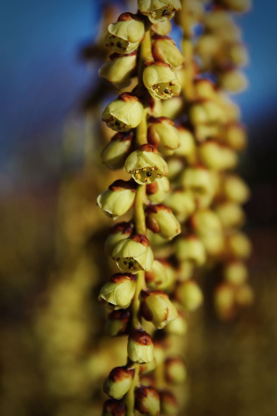 elegant, beautiful, spring, small, flowers, hanging, tree, ornamental HD wallpaper