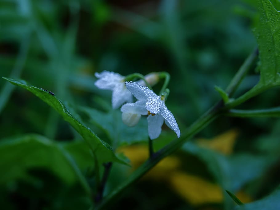 flower, drops, water, plant, close-up, leaf, growth, plant part HD wallpaper