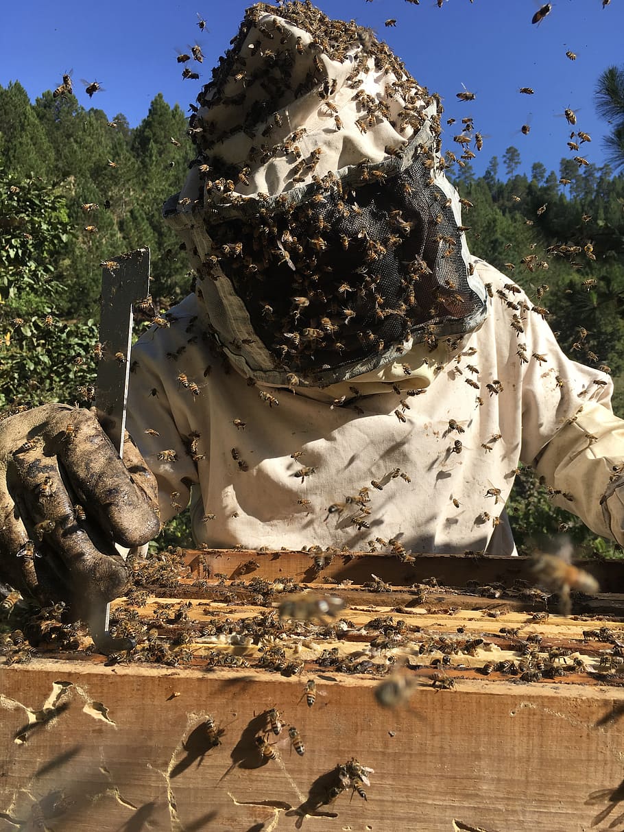 beekeeping, bees, ara, honey, hive, pollination, diaper, nature, HD wallpaper