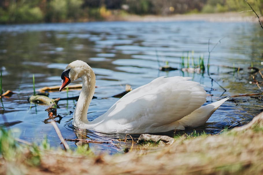 canada, toronto, water, bird, lake, animal themes, animals in the wild HD wallpaper