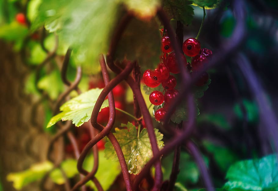 nature, currant, red, berries, garden, ripe, sheet, summer HD wallpaper