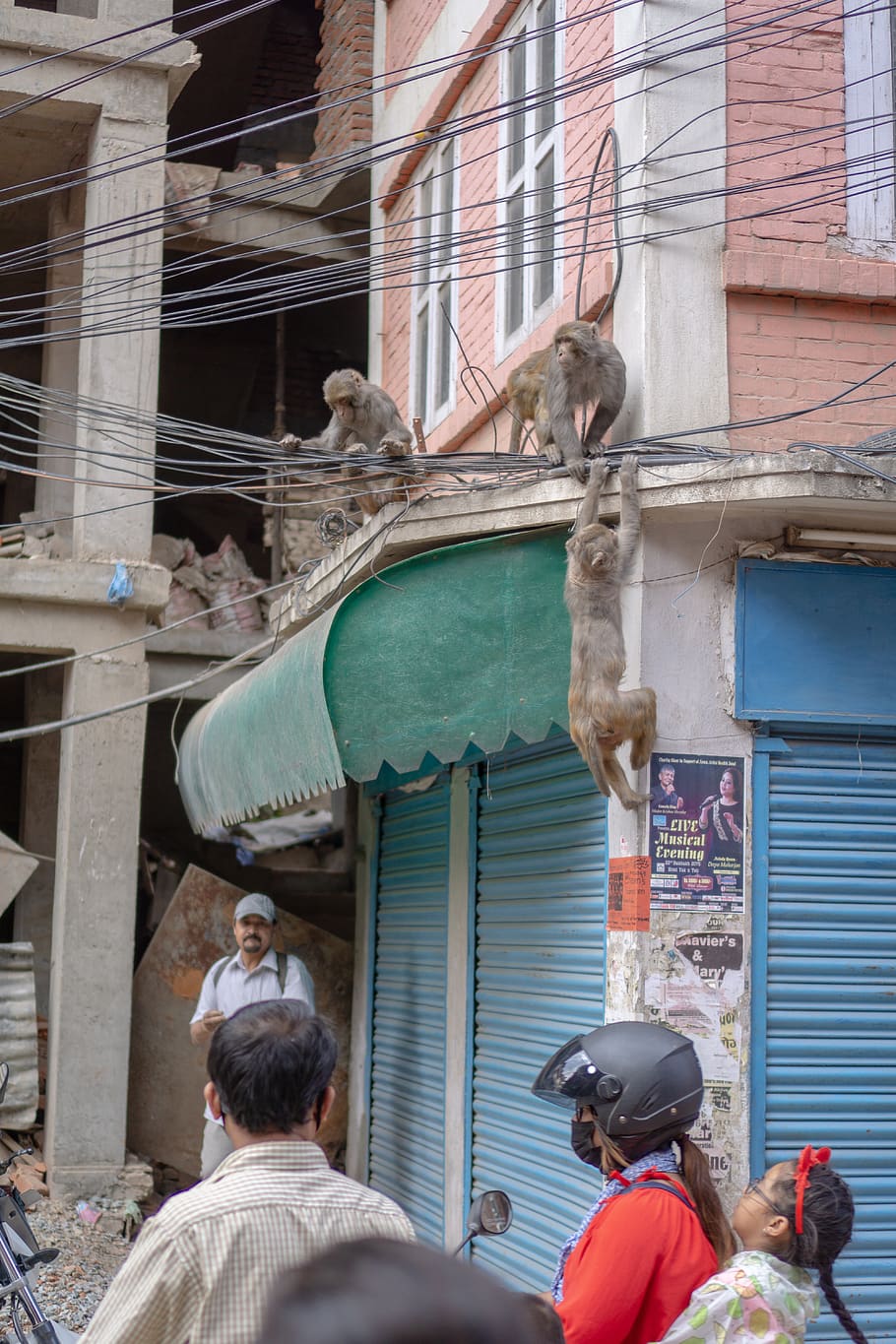 nepal, patan dubar square, monkey, built structure, building exterior HD wallpaper