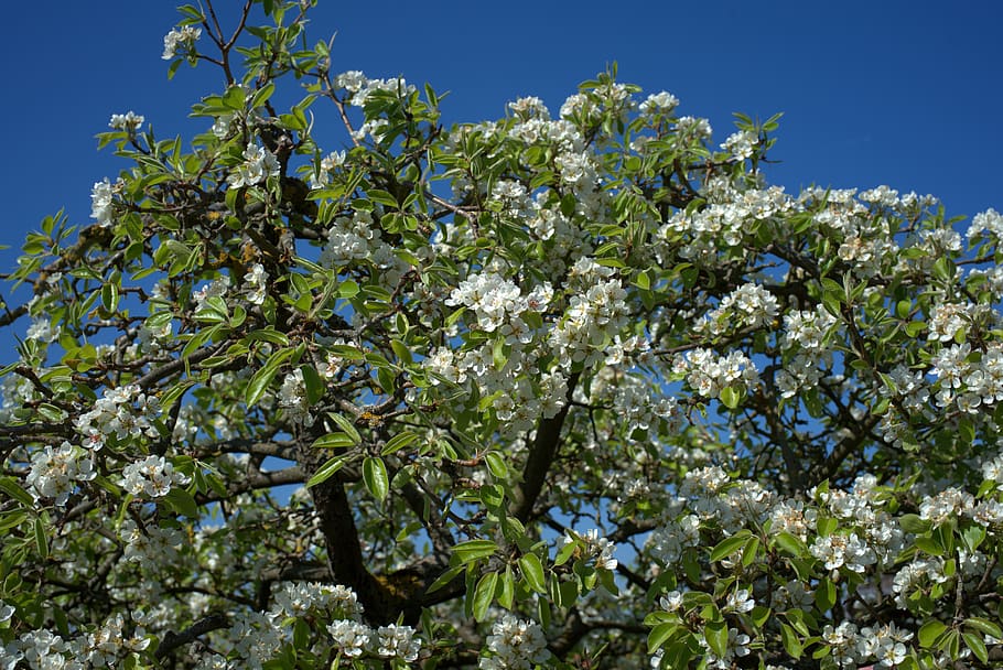 pear tree, pear blossom, spring, garden, sunny, flowering twig HD wallpaper