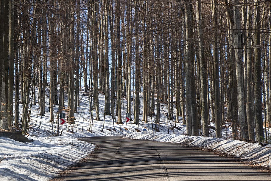winter, forest, trees, sunshine, shadow, nature, cold, wintry HD wallpaper