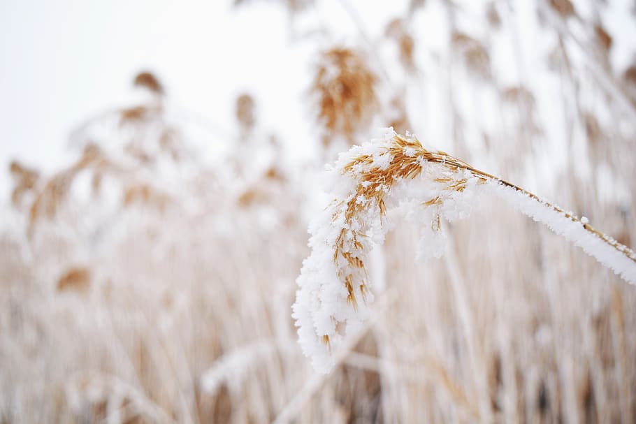 plant, close-up, nature, winter, beauty in nature, no people HD wallpaper