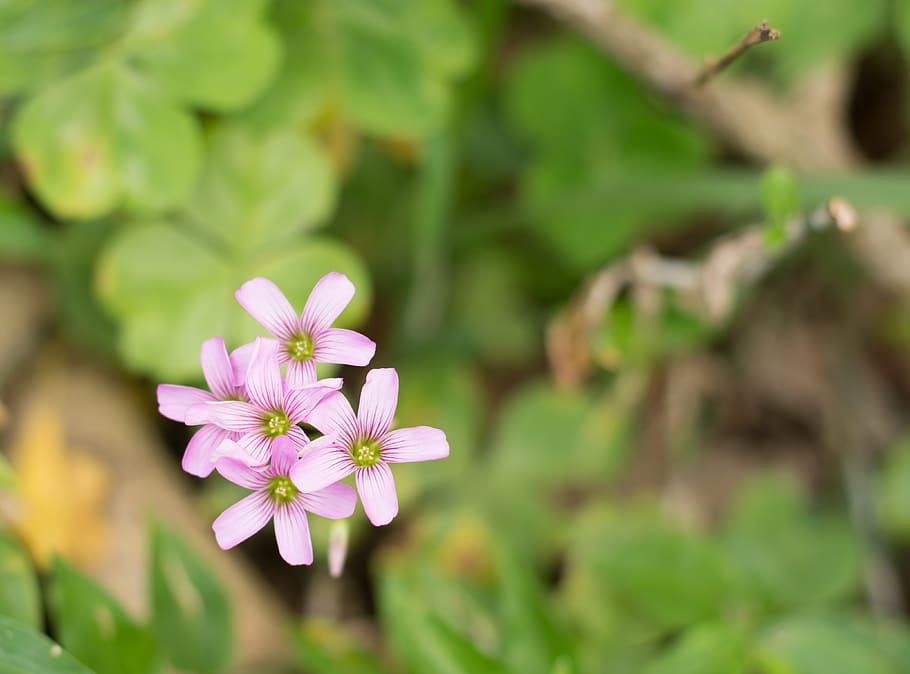 flowers, green, park, beautiful, blur, garden, colorful, nature HD wallpaper