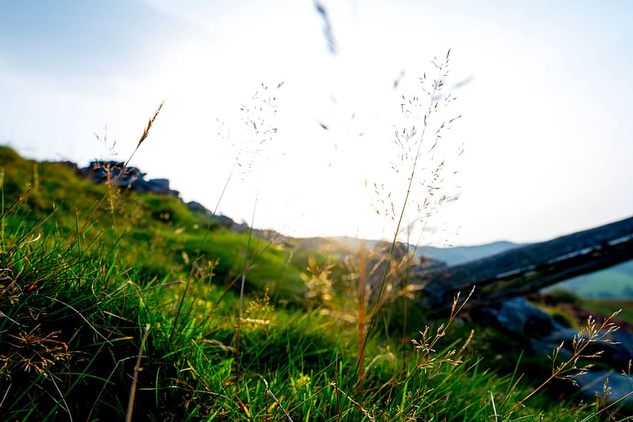 Green Grass Field, blue sky, blur, dawn, environment, flora, fog HD wallpaper