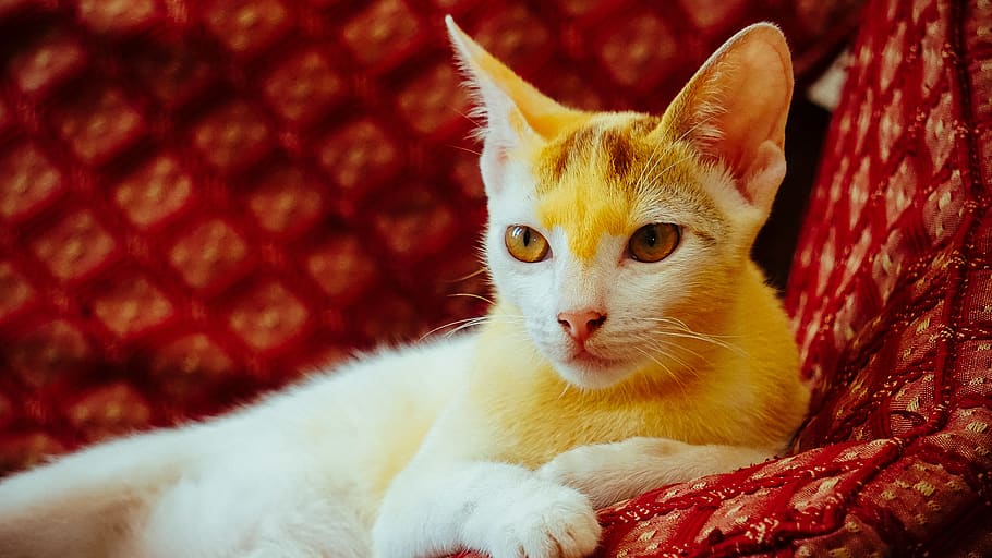 domestic cat, animal themes, domestic animals, mammal, one animal HD wallpaper
