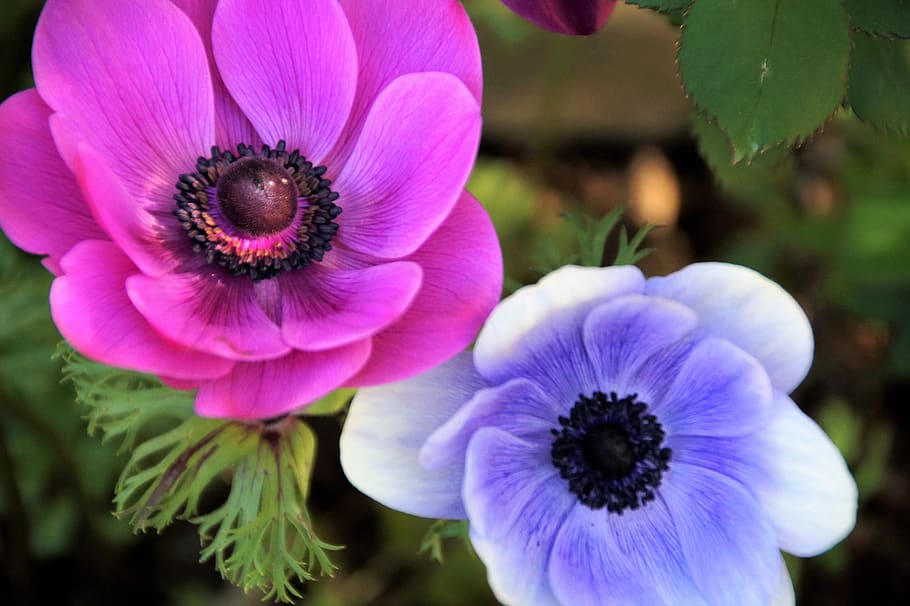 anemone, věncová, jerusalem, pryskyřníkovité, kalanit, HD wallpaper