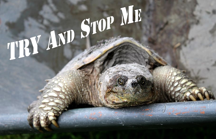 motivational quote, try and stop me, snapping turtle, persistence