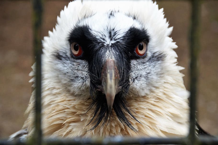 bird, large, predator, eagle, feather, wild, head, beak, zoo HD wallpaper