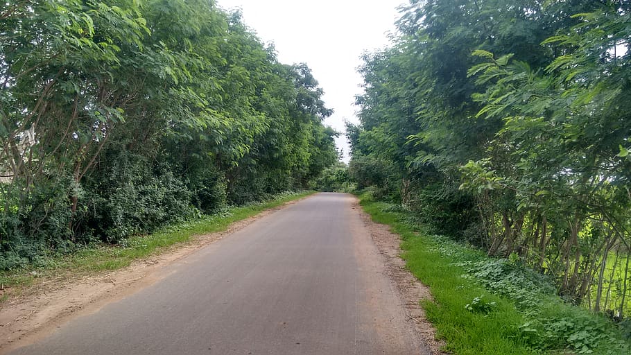 india, dharmasagar, plant, tree, the way forward, road, direction HD wallpaper