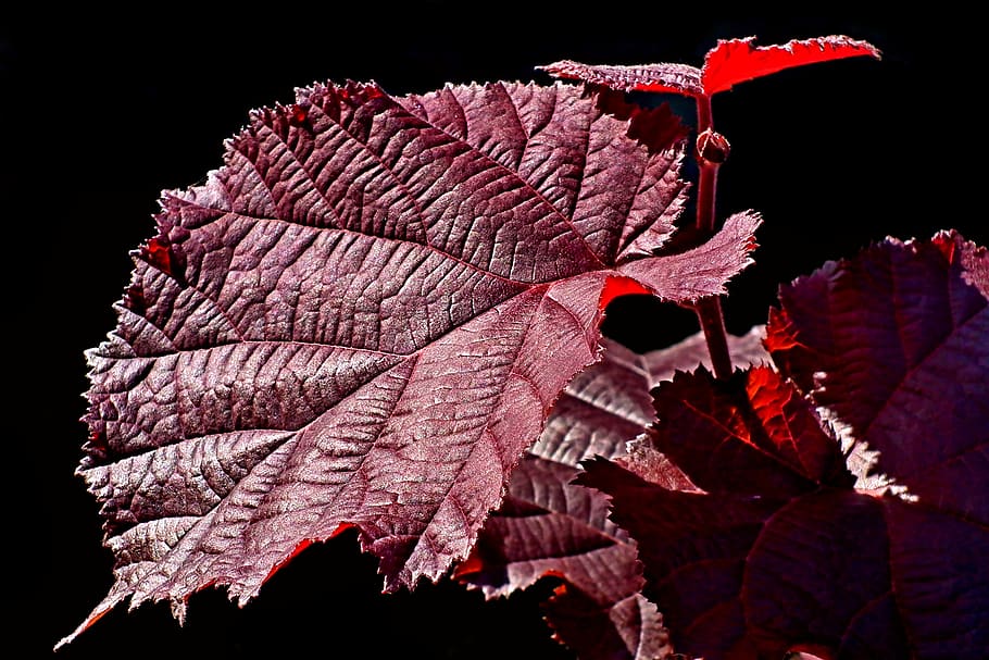 leaf, autumn, hazelnut, garden, nature, colored, closeup, the sun HD wallpaper