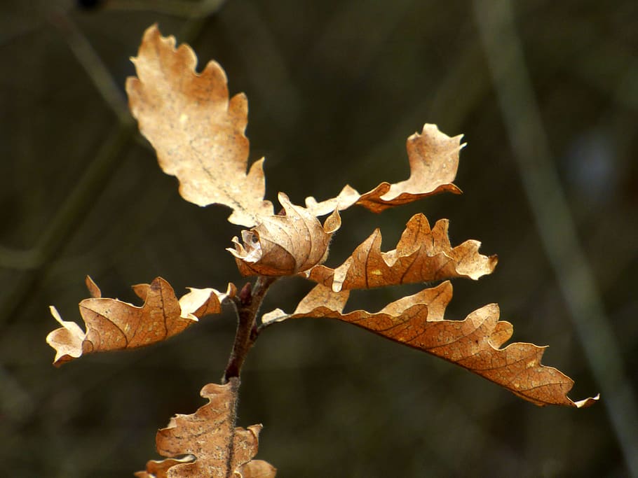 leaves, winter, nature, cold, tree, season, foliage, leaf, plant part HD wallpaper