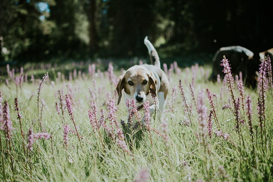don on green grass field, dog, canine, domestic, pets, domestic animals HD wallpaper