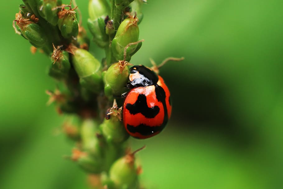 ladybug, insects, beetle, flying insects, ladybugs, invertebrate HD wallpaper