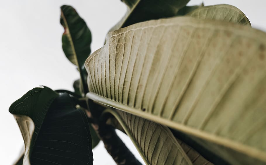 nature, leaf, green, environment, plant, sky, vsco, fujifilm HD wallpaper