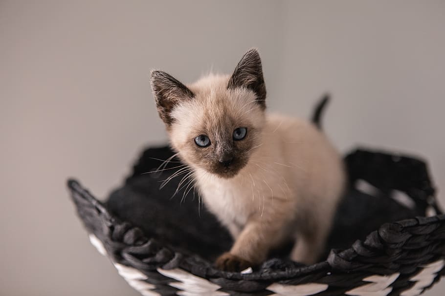 short-fur white kitten on black basket, pet, animal, mammal, siamese, HD wallpaper