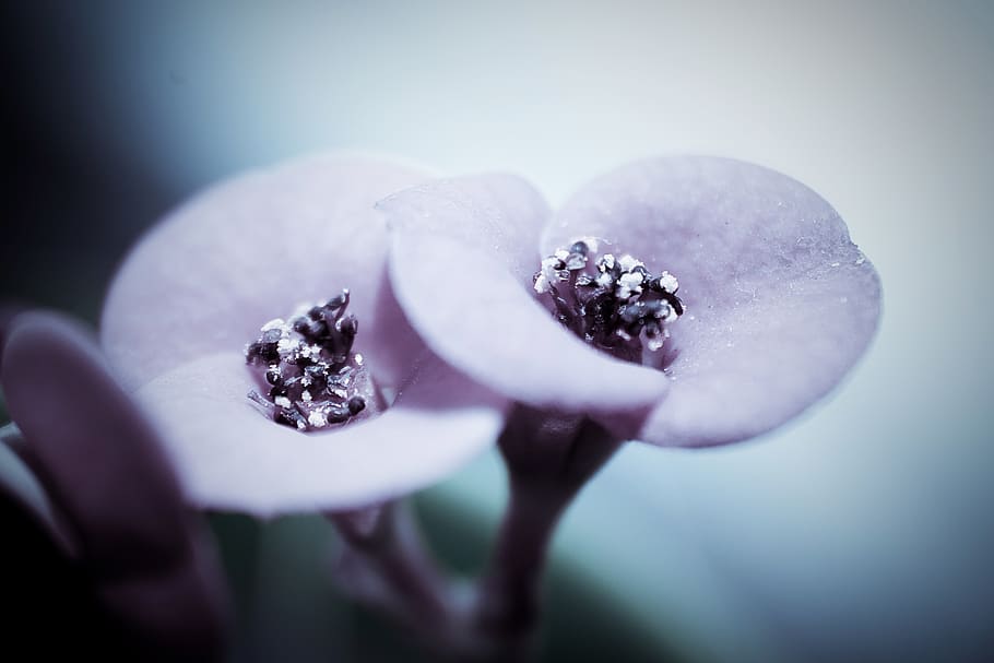 Violet flower, bloom, macro, close-up, fruit, plant, focus on foreground HD wallpaper