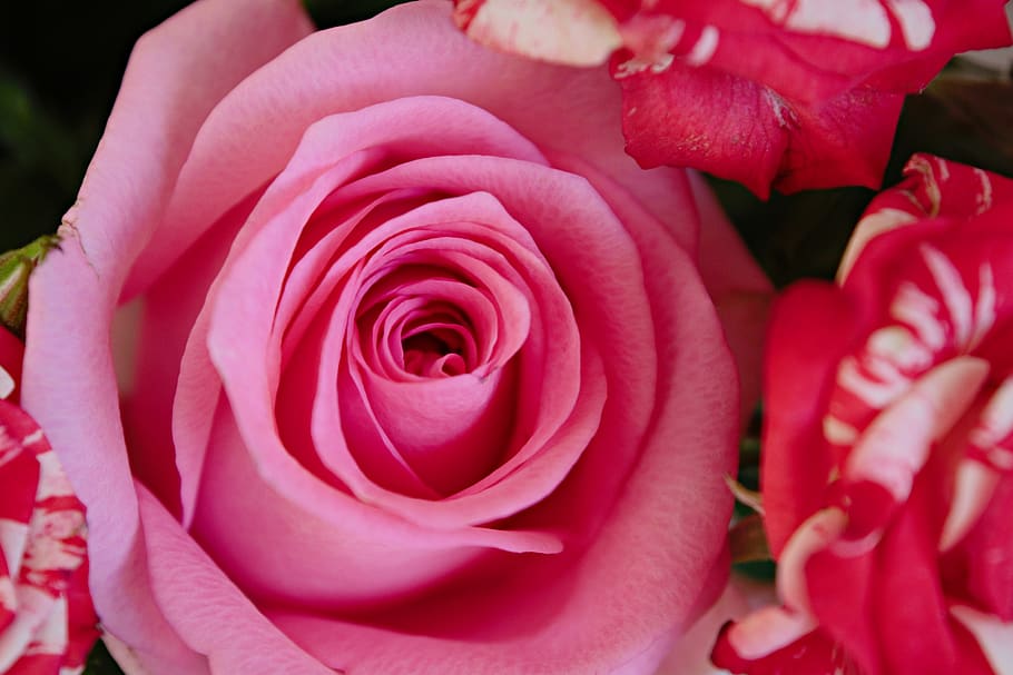rose, pink, flower, bloom, beautiful, aroma, flowering plant HD wallpaper
