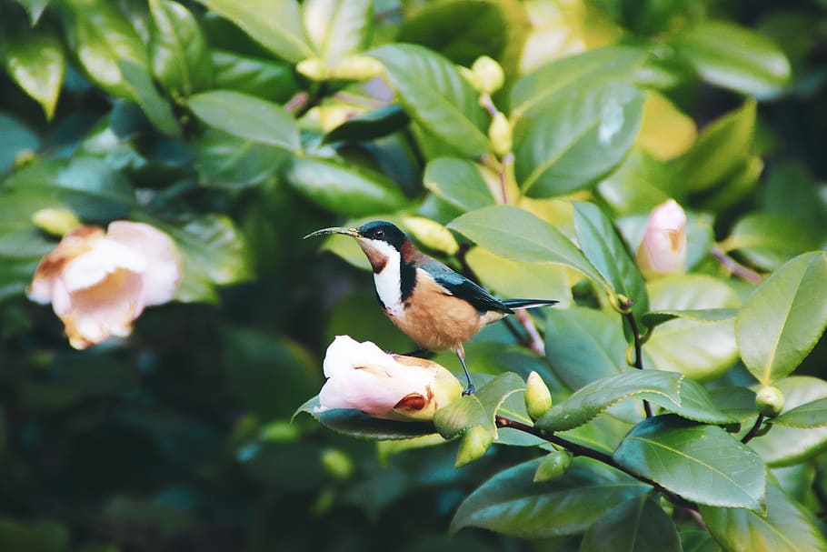 australia, walhalla, fly, aviary, avian, birds, wing, wings HD wallpaper