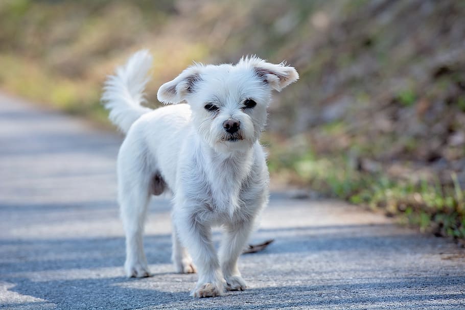 dog, white, small, away, out, small dog, maltese-havanese, hybrid HD wallpaper